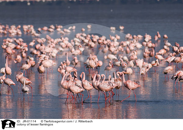 Kolonie Zwergflamingos / colonyof lesser flamingos / JR-01114